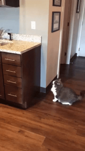 Cat Laying on Kitchen Floor