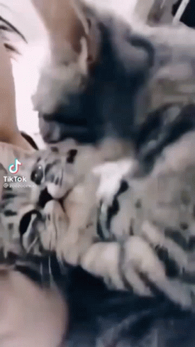 Cat Laying on Lap Looking at Camera