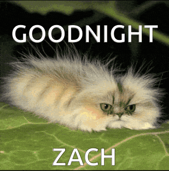 Cat Laying on Leaf Goodnight Zach