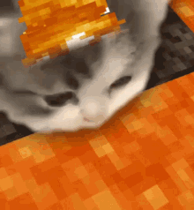 Cat Laying on Orange Carpet