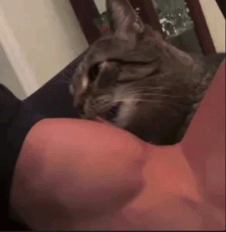 Cat Laying on Person's Arm Licking Them