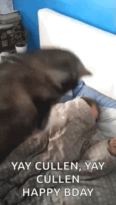 Cat Laying On Person's Head In Bed GIF