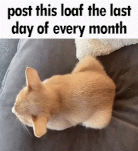 Cat Laying on Pillow Saying Post This Loaf