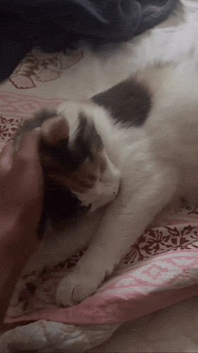 Cat Laying on Pink Blanket
