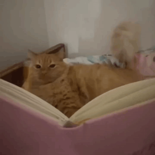 Cat Laying On Pink Couch Looking Out Window GIF