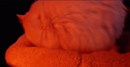 Cat Laying on Red Blanket