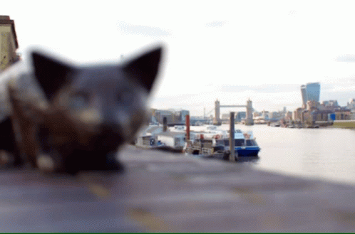 Cat Laying on Sidewalk with City