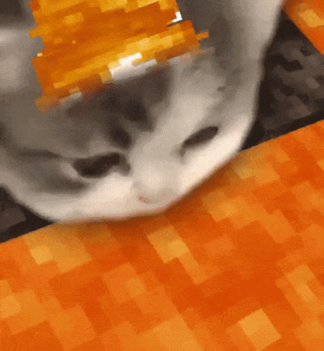 Cat Laying on Table