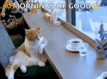 Cat Laying On Table With Coffee And Glass Of Water GIF