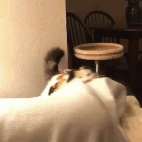 Cat Laying On White Blanket GIF