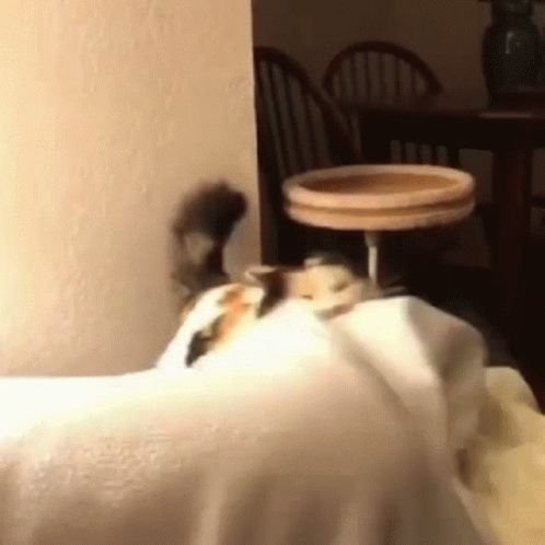 Cat Laying on White Cloth