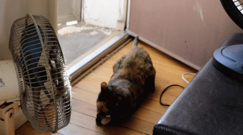 Cat Laying On Wooden Floor Next To Fan With Blue Stripe GIF