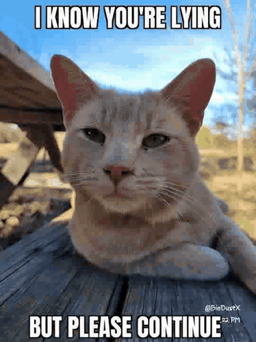 Cat Laying on Wooden Table Looking at Camera With Meme