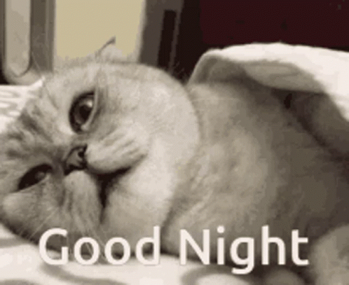 Cat Laying Under Blanket Good Night GIF