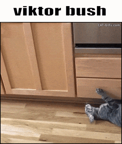 Cat Laying Under Cabinet With Viktor Bush Name