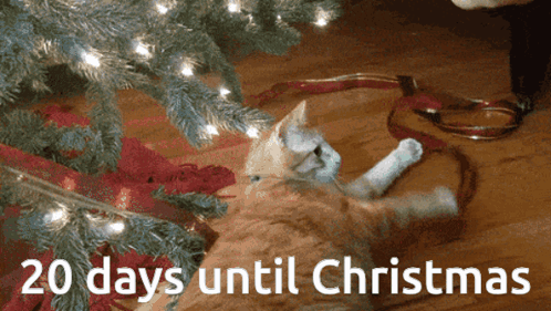 Cat Laying Under Christmas Tree 20 Days Until Christmas