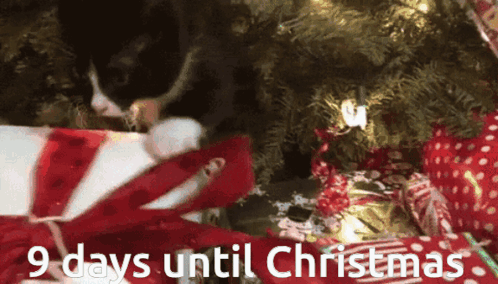 Cat Laying Under Christmas Tree 9 Days Until Christmas