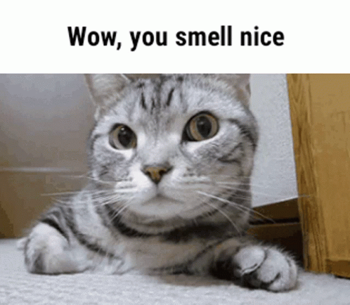 Cat Laying Wow You Smell Nice GIF