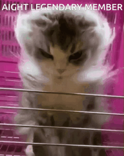 Cat Legendary Member GIF