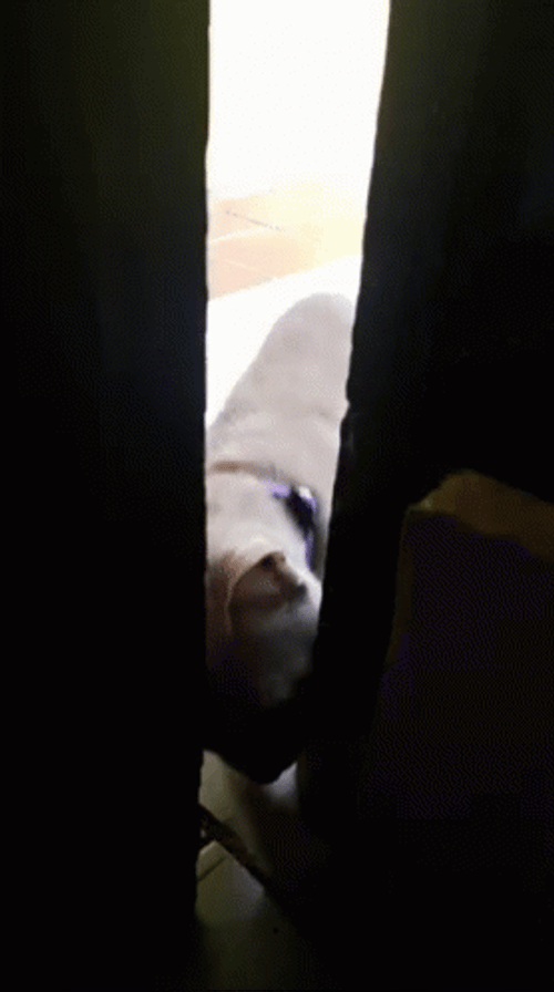 Cat Let Me In Trying GIF