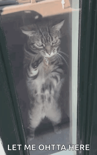 Cat Let Me Out Here GIF