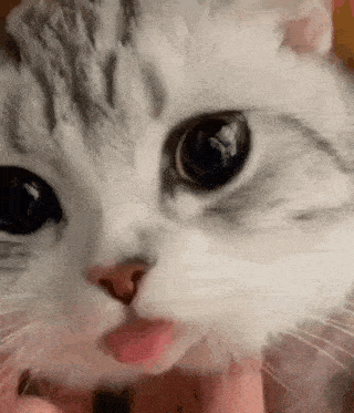 Cat Lick Gif GIF