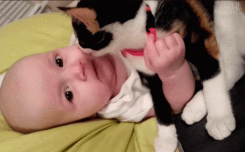 Cat Licking A Baby GIF