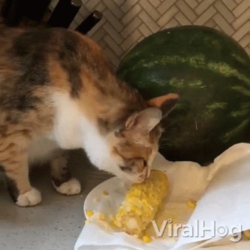 Cat Licking A Corn GIF