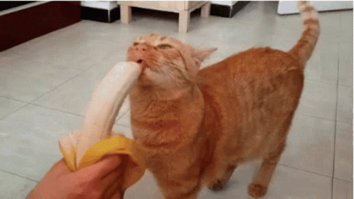 Cat Licking A Huge Banana GIF