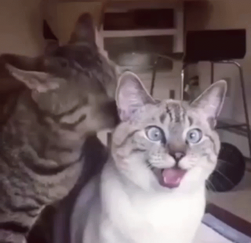 Cat Licking A Shocked Cat GIF