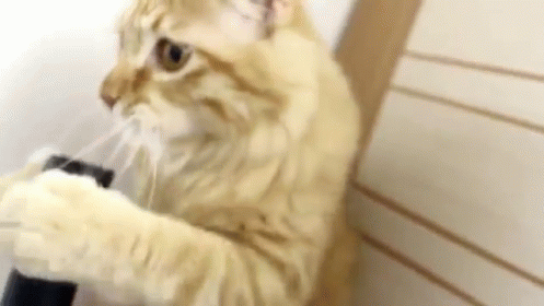 Cat Licking A Vacuum GIF