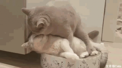Cat Licking Another Cat Agressively GIF