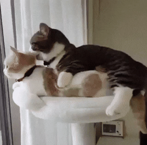 Cat Licking Another Cat Before Cuddling GIF