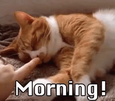 Cat Licking Another Cat's Paw on Carpet