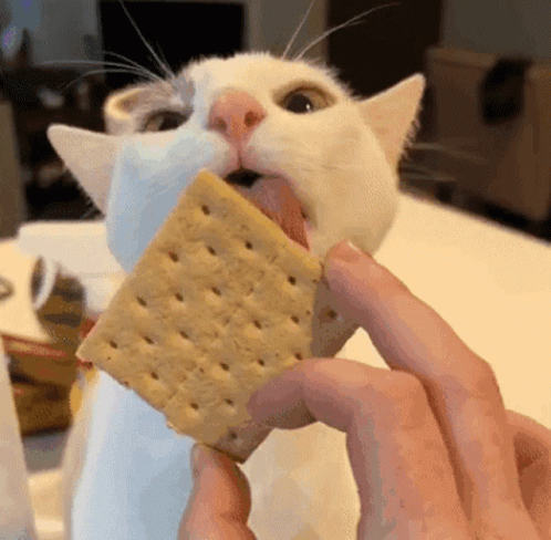 Cat Licking Cracker GIF