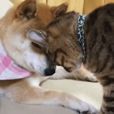 Cat Licking Doge GIF