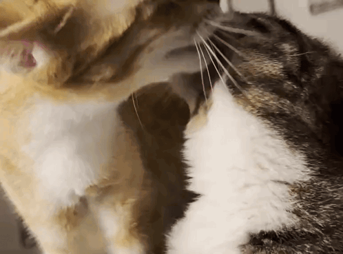 Cat Licking Each Other GIF
