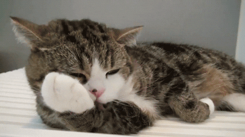 Cat Licking Fur GIF