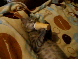 Cat Licking Ice Cream GIF