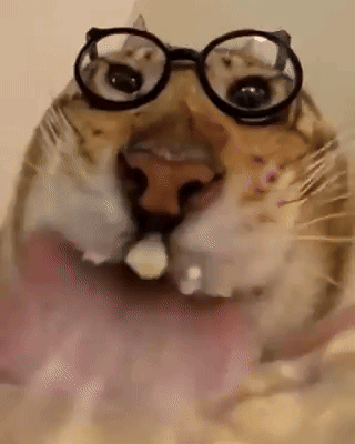 Cat Licking Its Food Wearing Eyeglasses GIF