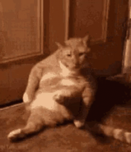 Cat Licking Its Foot GIF
