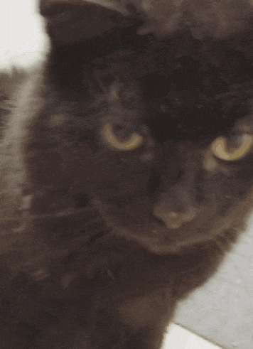 Cat Licking Its Mouth GIF