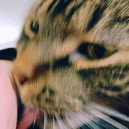 Cat Licking Its Owner GIF