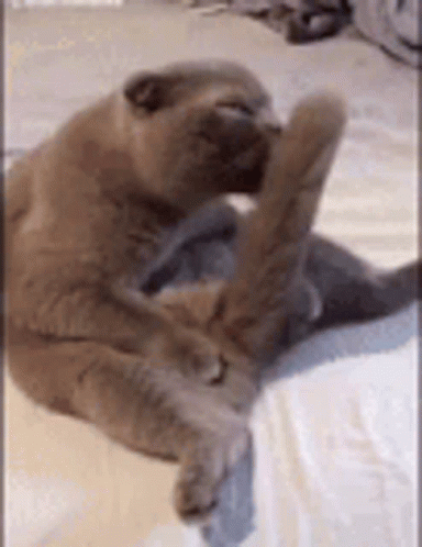 Cat Licking Its Tail GIF
