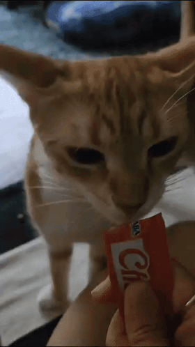 Cat Licking Its Treats GIF