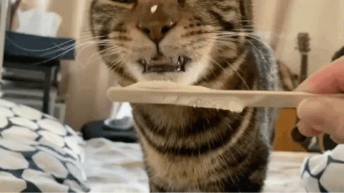 Cat Licking Leftover Whipped Cream GIF
