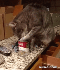 Cat Licking On Soup Can GIF