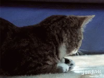 Cat Licking Paws