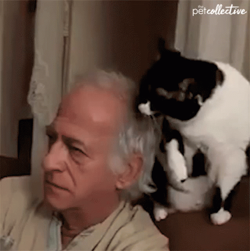Cat Licking The Head Of Its Owner Getting Caught GIF