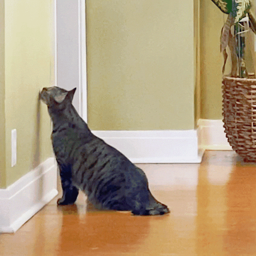 Cat Licking The Wall GIF